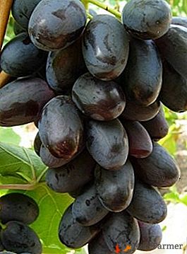 Raisins délicieusement délicieux "Velika": description de la variété et de ses caractéristiques