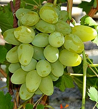 Um incrível "milagre branco" - uvas de Bazhena