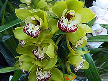 Smaragdna lepota na vašem oknu: vse o zelenih orhidejih