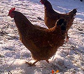 La disgregazione dei principali processi vitali nei polli porta alla vitamina B1