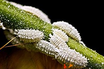 Ako sa vysporiadať s mealybug na rastliny vo vnútorných priestoroch: príčiny vzniku, prevencie a ľudových prostriedkov
