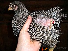 Como lidar com a inflamação da cloaca e por que a galinha desenvolve cloacite?
