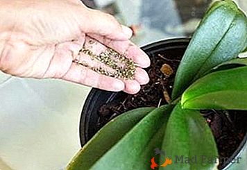 ¿Cómo y cómo alimentar orquídeas en casa? Preparamos fertilizantes de manera independiente para mascotas