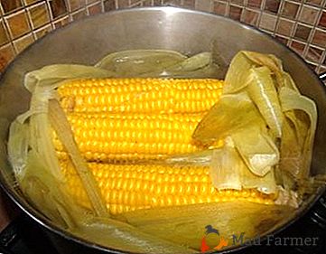 Jak i ile czasu na gotowanie kukurydzy w kolbach odmiany Bonduelle w rondlu?