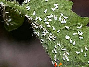 ¿Cómo deshacerse de la mosca blanca en un invernadero? Una revisión detallada de métodos efectivos