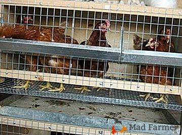 Modificarea conținutului corect al cărnii de pasăre: cuști pentru găini ouătoare
