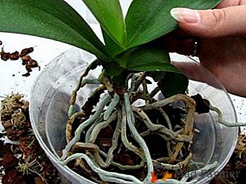 Как да не се повредят растенията: възможно ли е да трансплантация на орхидея през есента и как да го направите правилно?