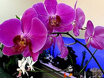 Come non sbagliare quando si sceglie un'orchidea viola? Foto, informazioni interessanti sul fiore