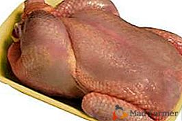 Come elaborare e conservare le carcasse di pollame, come sventrare il pollo dopo la macellazione?