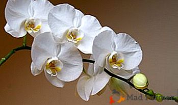 Comment rajeunir les orchidées phalaenopsis? Nous apprenons l'âge de la plante et prolongons sa vie
