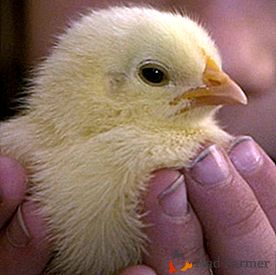 Como organizar o cultivo de frangos, cuidar deles e alimentar-se corretamente?
