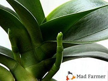 Kako razumjeti zašto Phalaenopsis ne cvjeta i kako ispraviti situaciju?