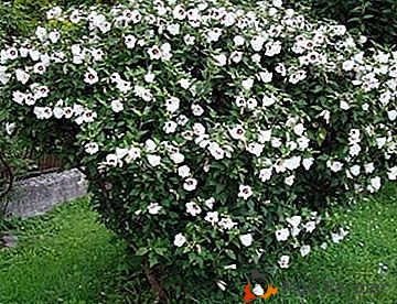Cómo plantar y crecer hibiscus bush? ¡Aprenda todo sobre el cuidado adecuado de un hermoso arbusto!