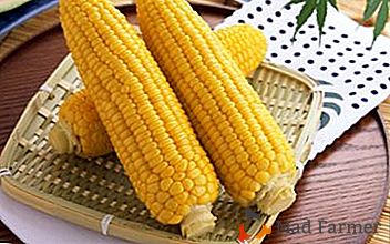 Како исправно и колико дуго је потребно кувати кукуруз у посуди без пеглања: рецепти и савети
