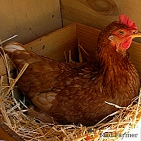 Как да организираме храненето на кокошки носачки, за да постигнем добър резултат?