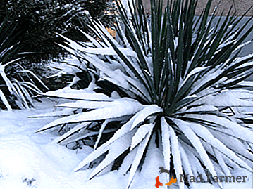 Kako pravilno prekriti i izolirati yucca za zimu? Kako organizirati odmorište kod kuće?