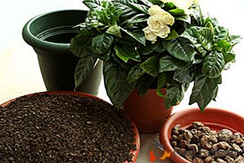 Cum să pregătești solul și să faci transplantul de gardenie la domiciliu?