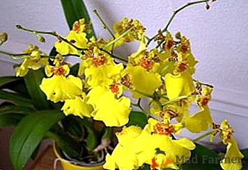 Come portare un po 'di colori tropicali a casa, o tutti i più importanti e interessanti sulle orchidee Oncidium