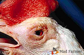 Jak se moru projevuje u kuřat a je možné vyléčit tuto nemoc?