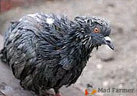 Как се проявява орнитозата при птиците, какви са симптомите на това заболяване и методите на лечение?