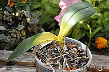 Come riconoscere le malattie della Phalaenopsis orfana e curare un amico verde? Foto di disturbi e il loro trattamento