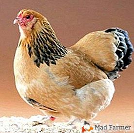 Come riconoscere l'emofilia nei polli e cosa può portare a un freddo "ordinario"?