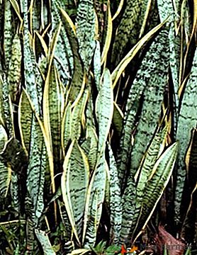 Ako sa množiť Sansevierium? Listová a vegetatívna metóda