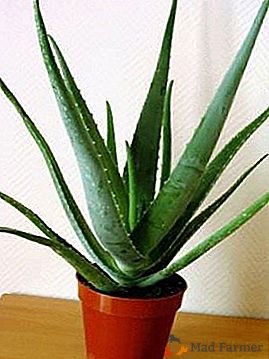 Cómo plantar aloe en el hogar? Regulaciones de trasplante de Aloe