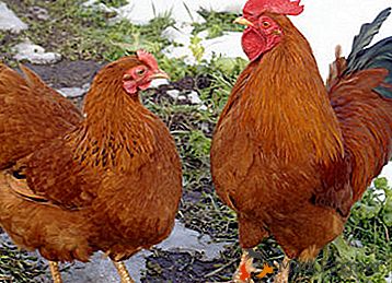 Jak vytvořit automatický podavač pro kuřata?