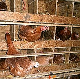 Kako narediti gnezdo za kokoši nesnice z lastnimi rokami: velikosti in navodila
