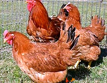 ¿Cómo hacer una buena pluma de verano para remar pollos con una jaula de 30 o 100 capas con sus propias manos? Fotos