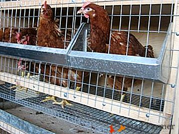 Cum de a face o cușcă pentru găinile ouătoare de mâini proprii? Fotografii și desene gata făcute cu dimensiuni