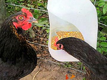 Kako narediti podajalnik ptic za svoje kokoši, vključno z 5-litrsko plastično steklenico?