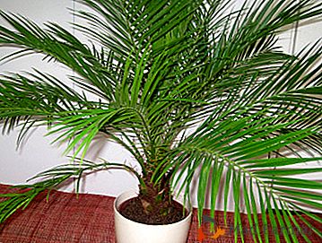 Cómo crear un rincón tropical en casa? Características de cuidado para una palmera datilera en el hogar