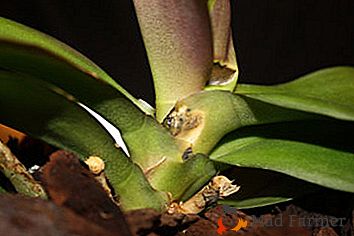 Come affrontare la fusariosi? Descrizione della malattia, foto delle orchidee colpite e consigli sul trattamento