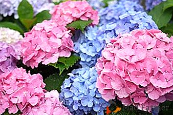 Jak se starat o zahradu hortenzie: proč ne kvetou, jak změnit barvu a mnohem více