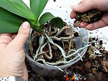 Kako skrbeti za orhidejo doma: nasvete in nasvete za vrste Phalaenopsis, Wanda in palčke
