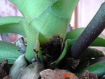 Comment savez-vous si les racines et d'autres parties des orchidées Phalaenopsis pourrissent? Que puis-je faire pour sauver la fleur?