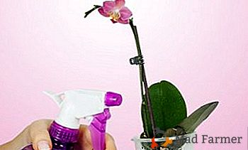 Come restituire i fiori alla freschezza? Tutto su come nutrire le orchidee con vitamine