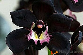 Како изгледају сорте црних орхидеја? Фотографија цвећа, опис и брига о њима