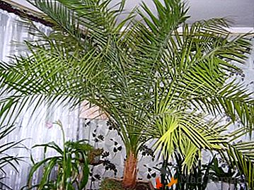 Jak wyhodować palmę daktylową z kości w domu? Wskazówki i porady dotyczące piśmiennej uprawy