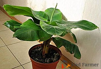 ¿Cómo cultivar un plátano enano en casa? Vistas decorativas populares