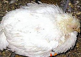 Как да идентифицираме и как да лекуваме бронхопневмония при пилетата?