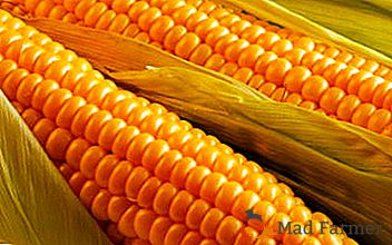 Jak smacznie gotować kukurydzę na kolbie i ile trzeba ugotować: proste przepisy krok po kroku ze zdjęciem