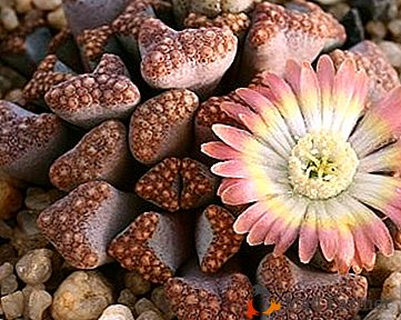 Comment faire une fleur de pierre? Ou le soin et l'entretien des "pierres vivantes"
