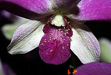 Cum sa scapi acasa de afide pe orhidee? Cele mai eficiente metode de combatere a dăunătorilor