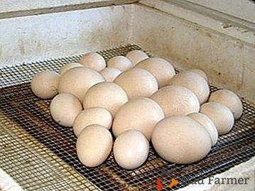 Kakšna mora biti temperatura shranjevanja valilnih jajc?