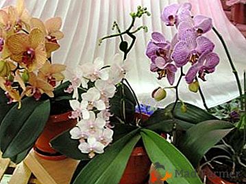 Aké farebné odtiene majú orchidey? Prehľad ozdobných kvetov Phalaenopsis