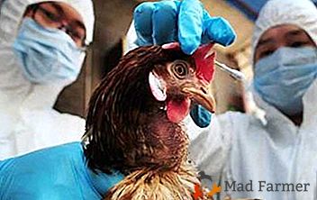 Који су симптоми птичијег грипа? Шта би сваки власник перади требао знати?