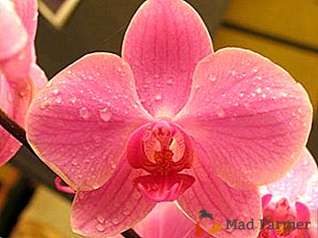 Какви вредители на орхидеите от фалаенопсис трябва да се страхуват? Техните снимки и методи на лечение